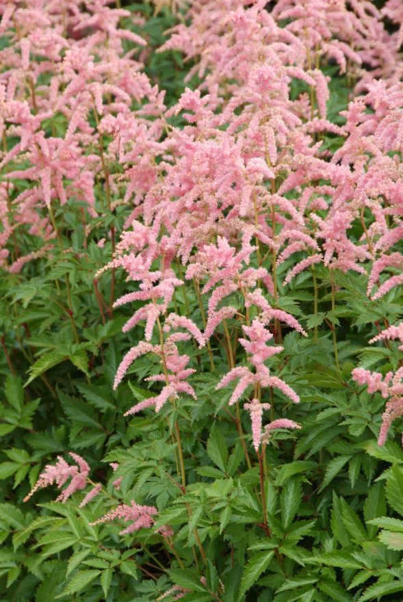 Astilbe Bressingham Beauty Pluimspirea Prachtspirea De Tuinen Van Appeltern