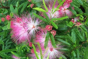 Exotische en tropische planten
