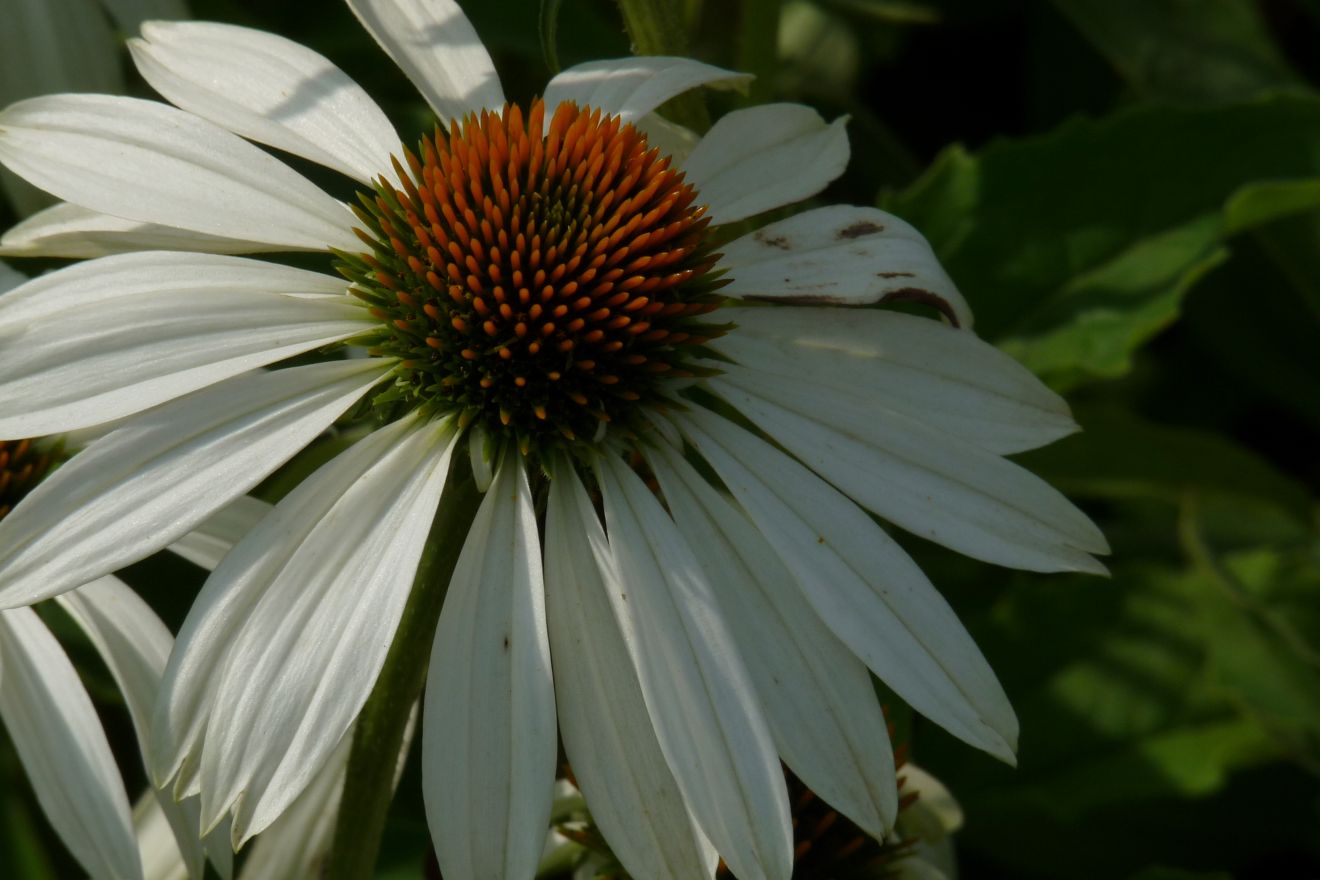 Echinacea purpurea ‘Alba’ (Zonnehoed) | De Tuinen van Appeltern