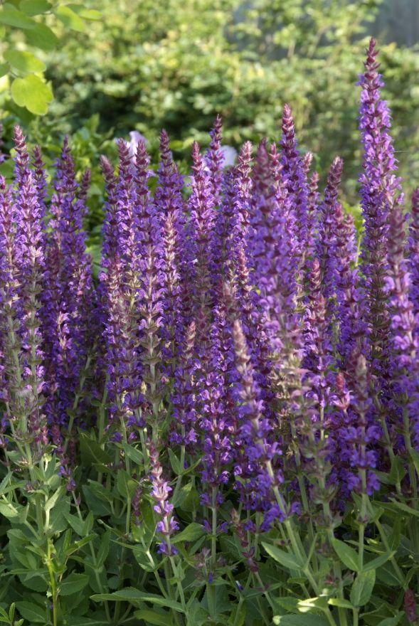 Salvia nemorosa 'Ostfriesland' (Salie, Bossalie) | De ...