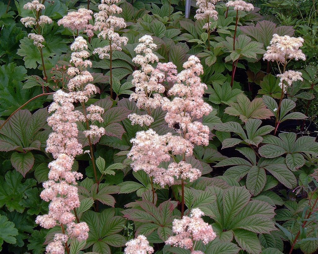 Rodgersia pinnata 'Chocolate Wings' (Schoutbijnacht, kijkblad) De