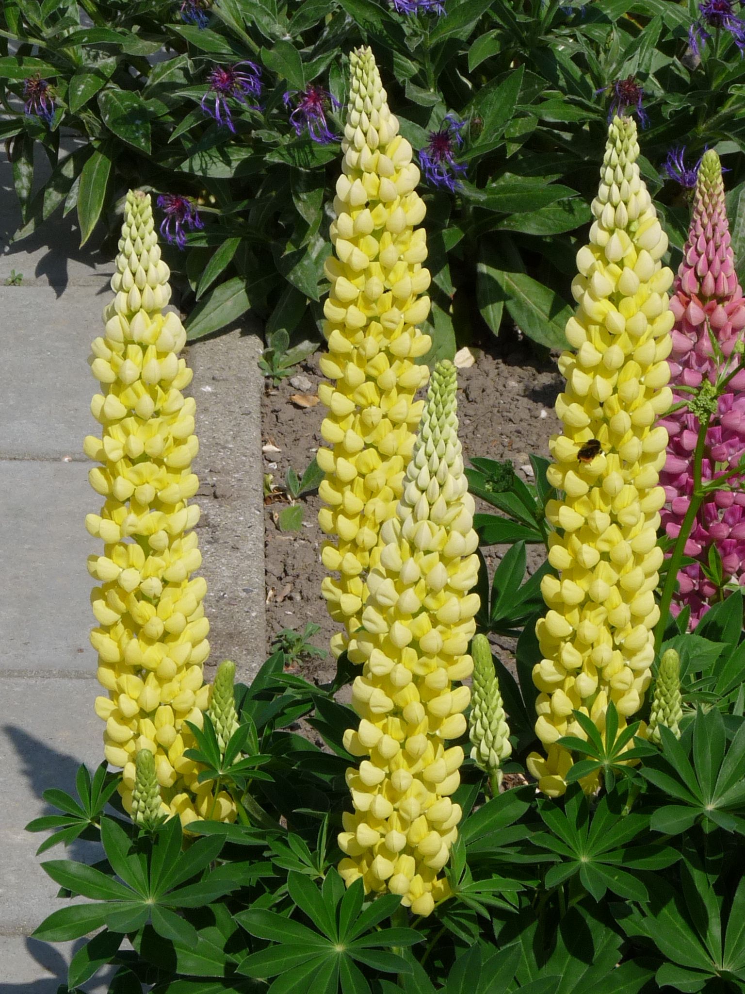 Lupinus Gallery Yellow Vaste Lupine Gele Lupine De Tuinen Van Appeltern