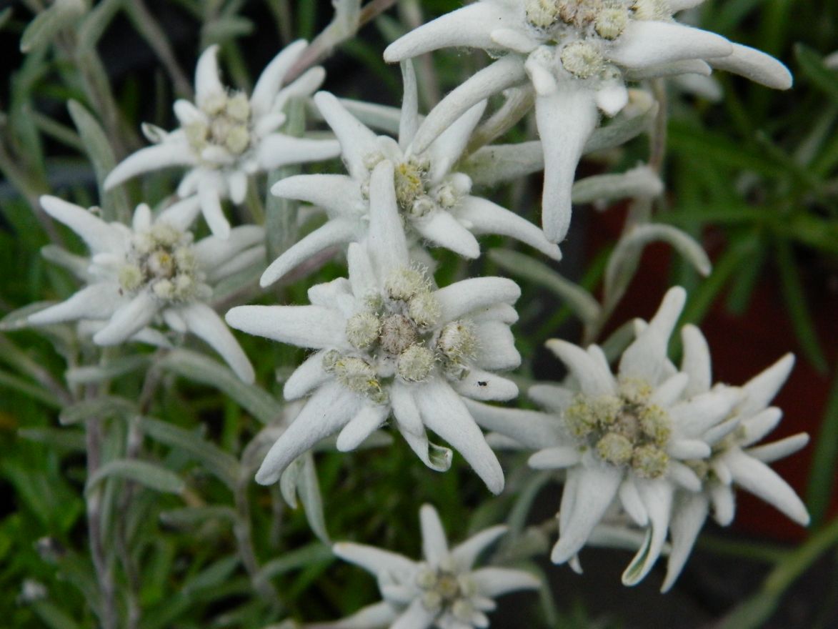 Leontopodium alpinum (Edelweiss) De Tuinen van Appeltern