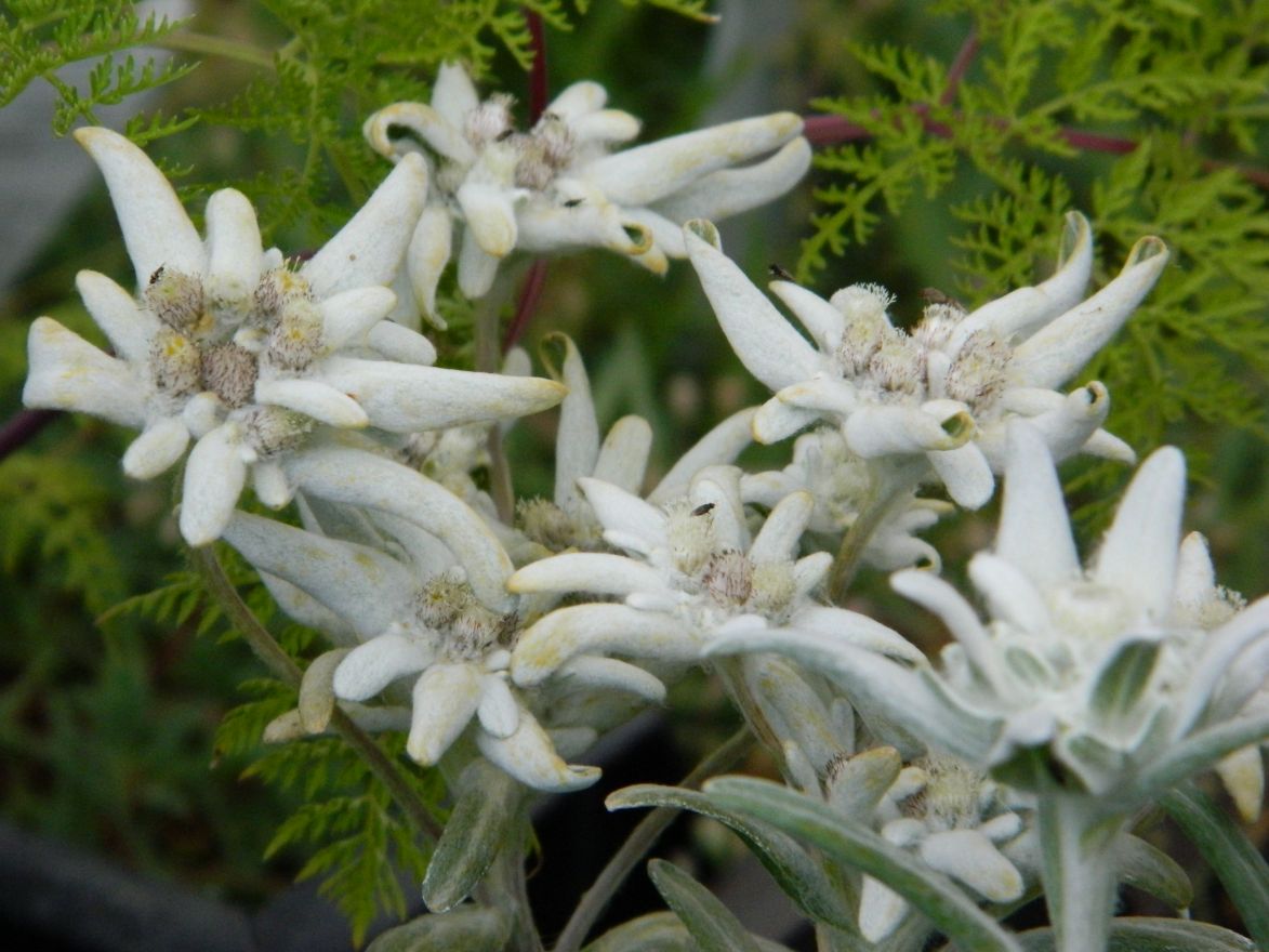 Leontopodium alpinum (Edelweiss) De Tuinen van Appeltern