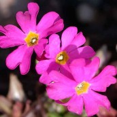 Primula rosea 'Grandiflora' (Sleutelbloem) - p9