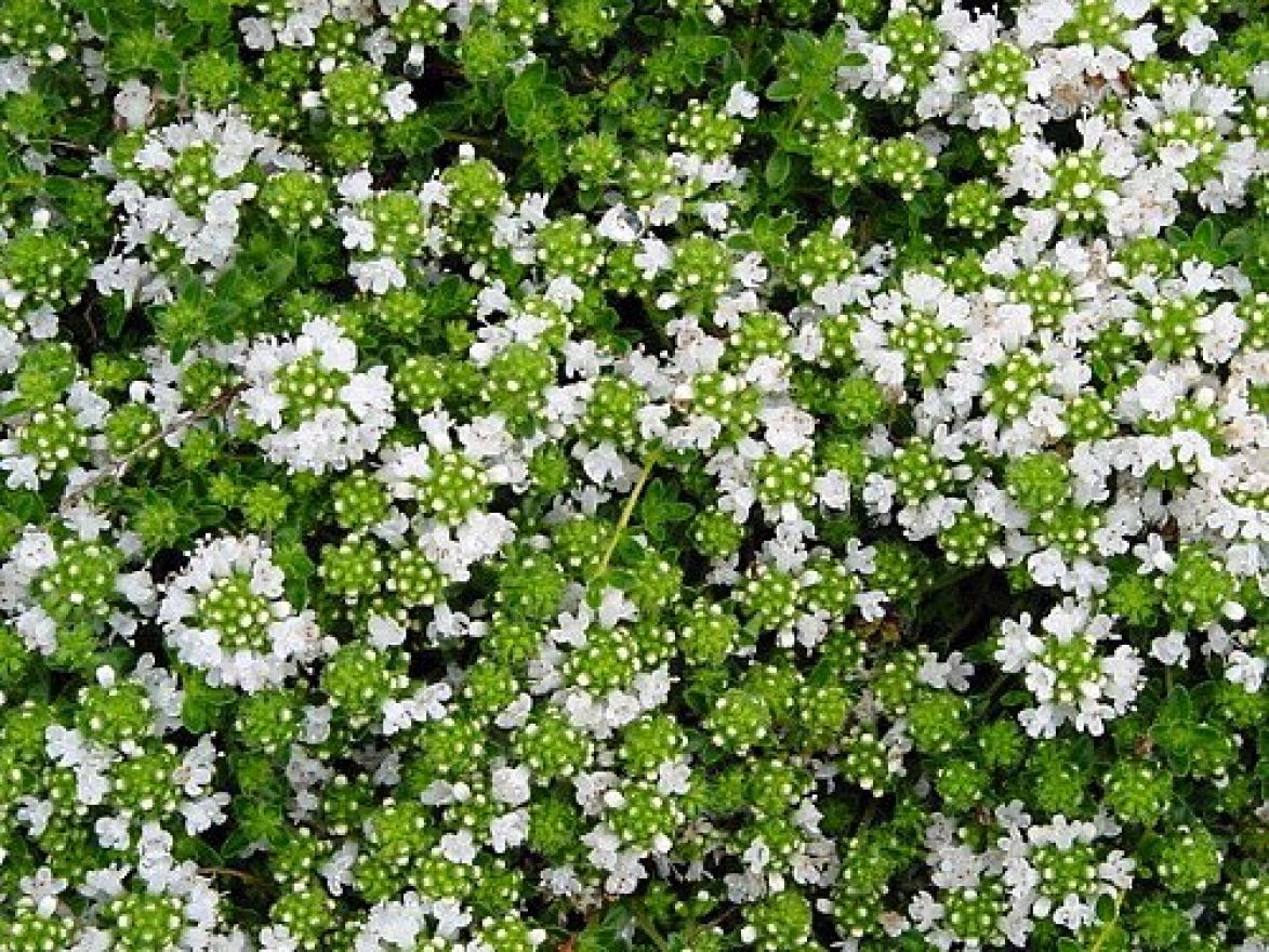 Thymus praecox 'Albiflorus' (Kruiptijm, Kleine tijm) De Tuinen van