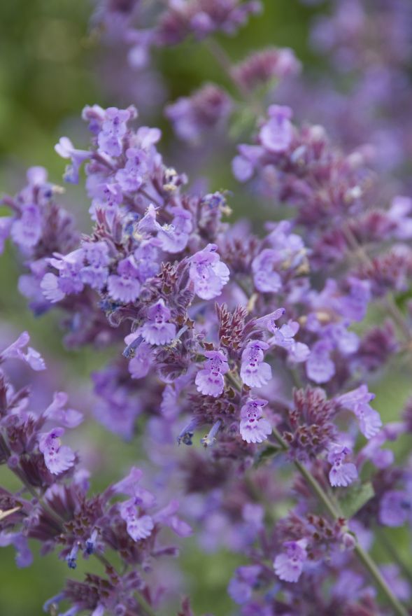 Nepeta faassenii 'Dropmore' (Kattenkruid) De Tuinen van Appeltern