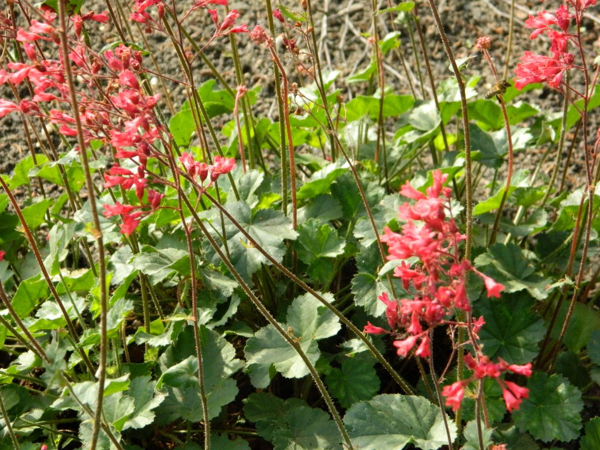Heuchera X Brizoides Pluie De Feu Purperklokje De Tuinen Van Appeltern Żurawki krwiste można sadzić w ogrodzie skalnym. heuchera x brizoides pluie de feu