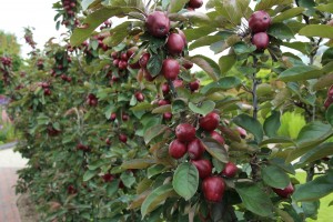 De fruithaag als tuinafscheiding!