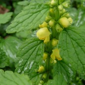 Lamiastrum galeobdolon (Gele Dovenetel)