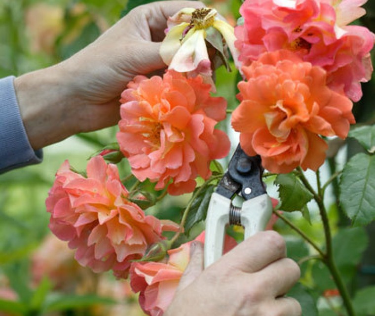 Gardeners' World snoeiworkshop