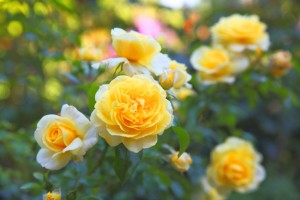 Tuintips voor juni