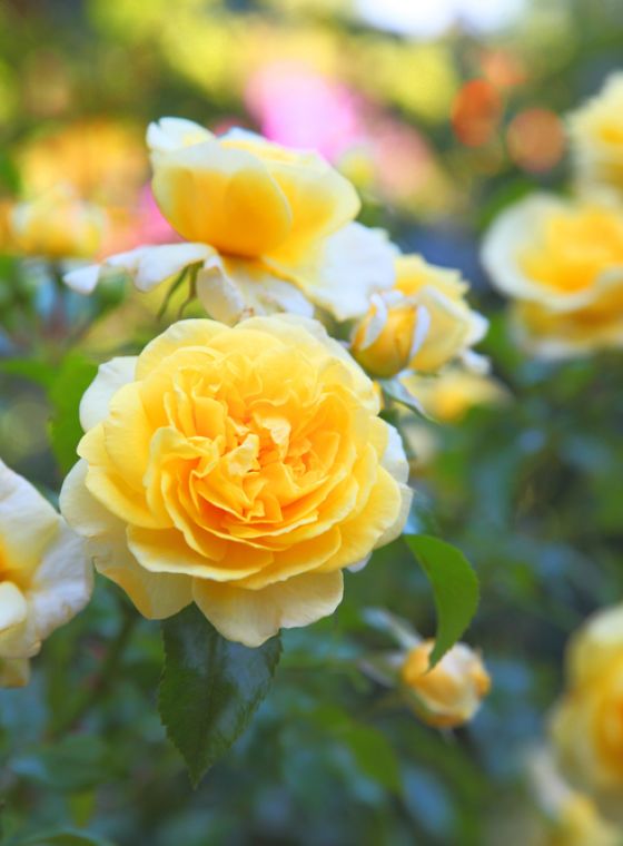 Tuintips voor juni