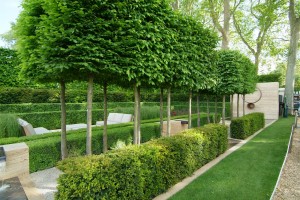 Vormbomen als ruggengraat van uw tuin