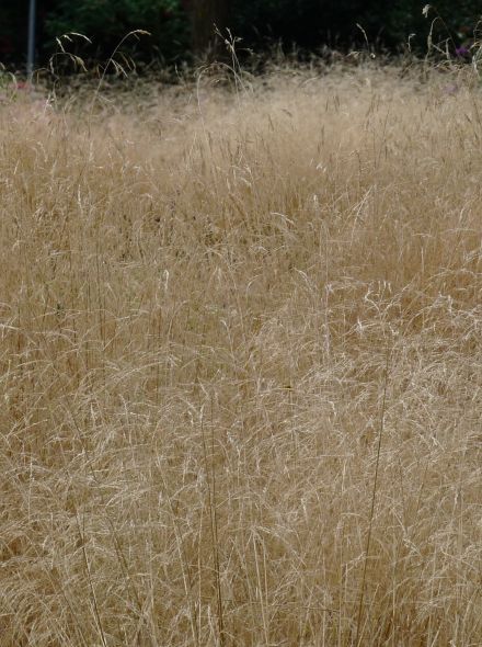 Deschampsia cespitosa 'Goldschleier' (Ruwe smele)