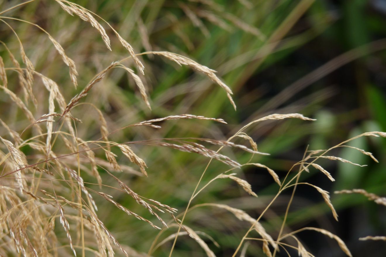 Deschampsia cespitosa 'Goldschleier' (Ruwe smele) | De ...