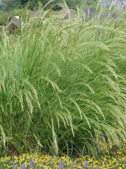Stipa calamagrostis (Diamantgras, vedergras)