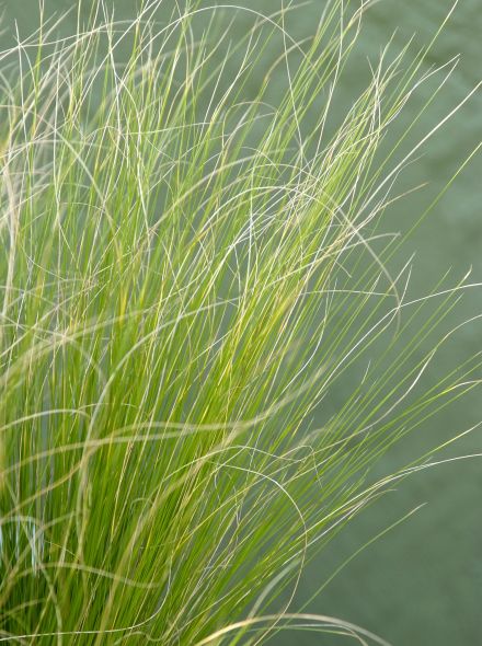 Stipa capillata (Dwerg vedergras)