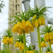 Fritillaria imperialis ‘Maxima Lutea’ (Keizerskroon)