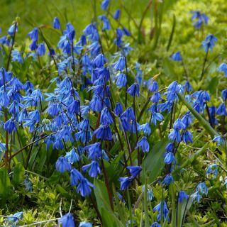 Scilla siberica (Sterhyacint)
