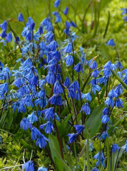 Scilla siberica (Sterhyacint)