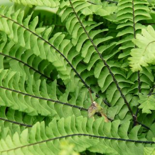 Adiantum pedatum (Vrouwenhaar, Venushaar)