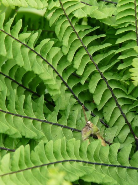 Adiantum pedatum (Vrouwenhaar, Venushaar)
