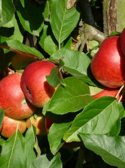Appelboom Elstar (Elstar appel, laagstam)