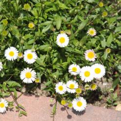 Roze tegels Roze tegels