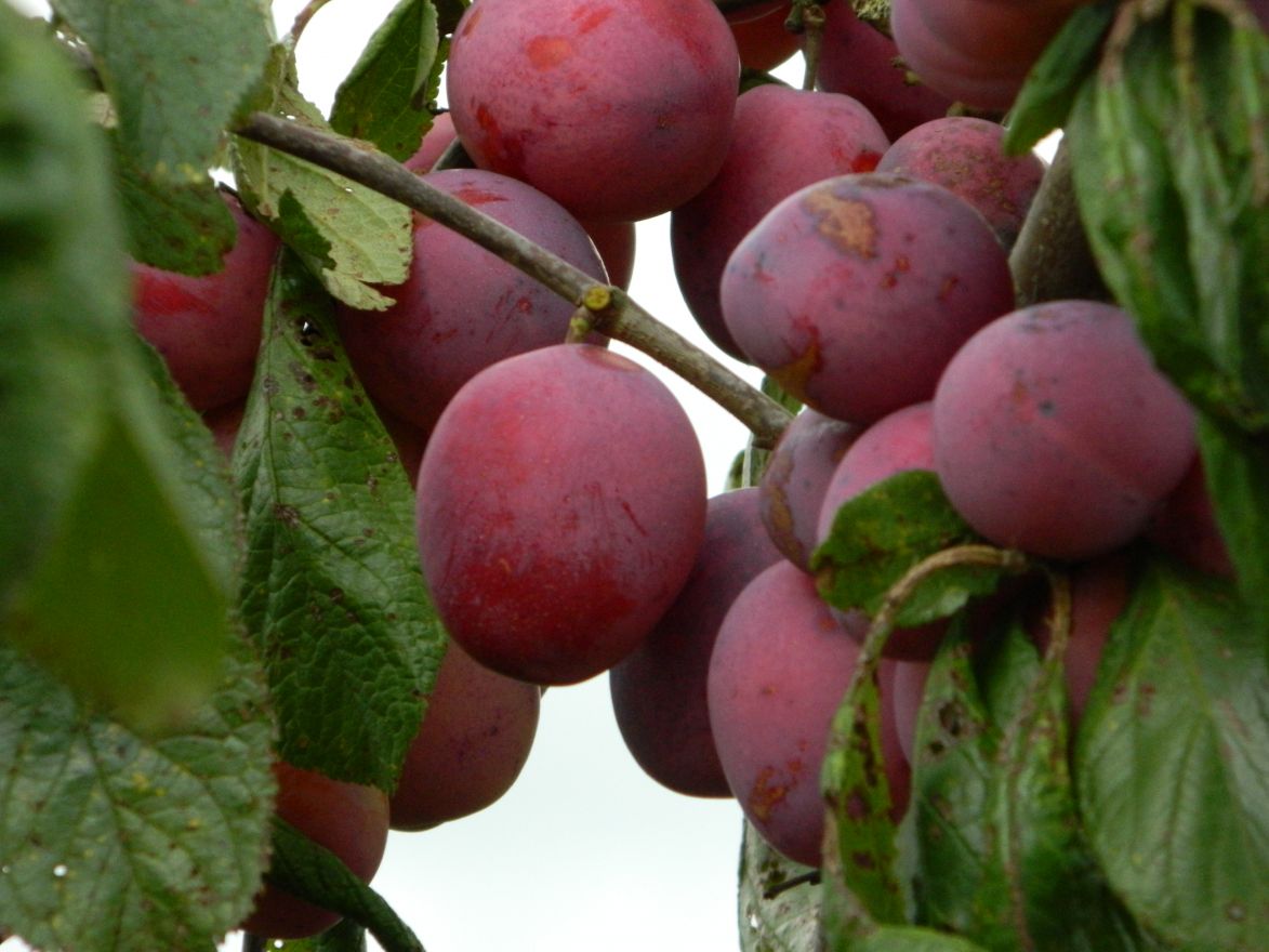 halfstam_pruimenboom_opal_opal_pruim_prunus_domestica_opal.jpg