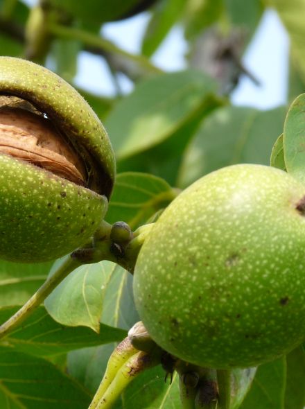 Juglans regia (Walnoot, Okkernoot)