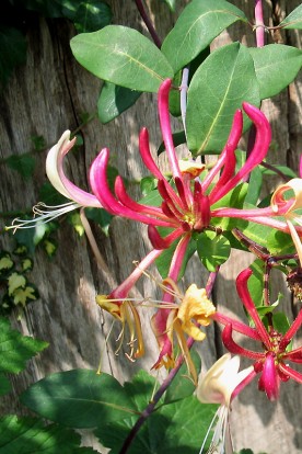 Hekwerk per meter Hekwerk per meter