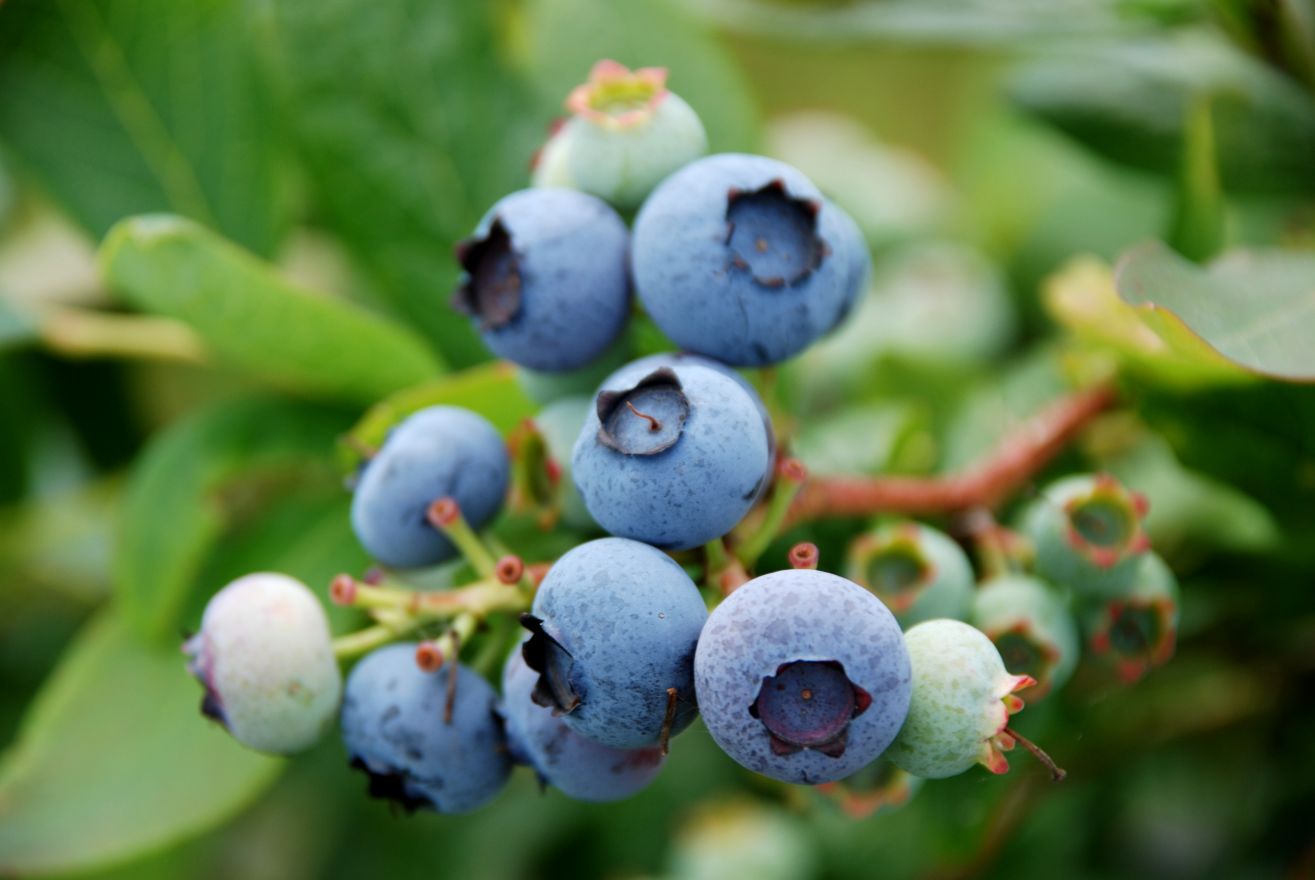 Vaccinium corymbosum 'Blue Gold' (Amerikaanse bosbes, Blauwe bes) De Tuinen van Appeltern