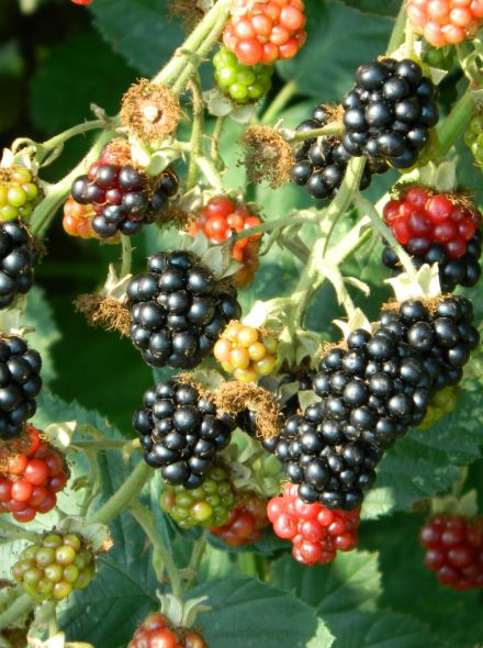 Bramen De Tuinen Van Appeltern