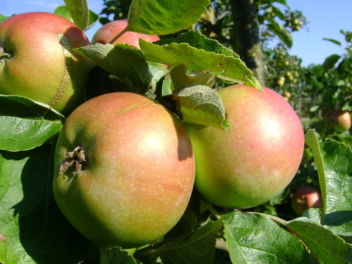 Malus domestica 'Brabant Bellefleur', laagstam (Brabant Bellefleur appel, laagstam appelboom wortelgoed)