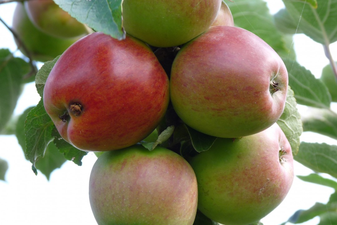 Malus domestica 'Braeburn', laagstam (Braeburn appel, laagstam appelboom wortelgoed) - De Tuinen ...