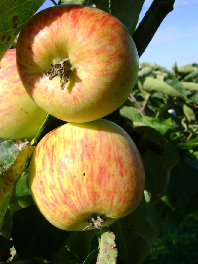 Malus domestica 'Jacques Lebel' (Jacques Lebel appelboom)