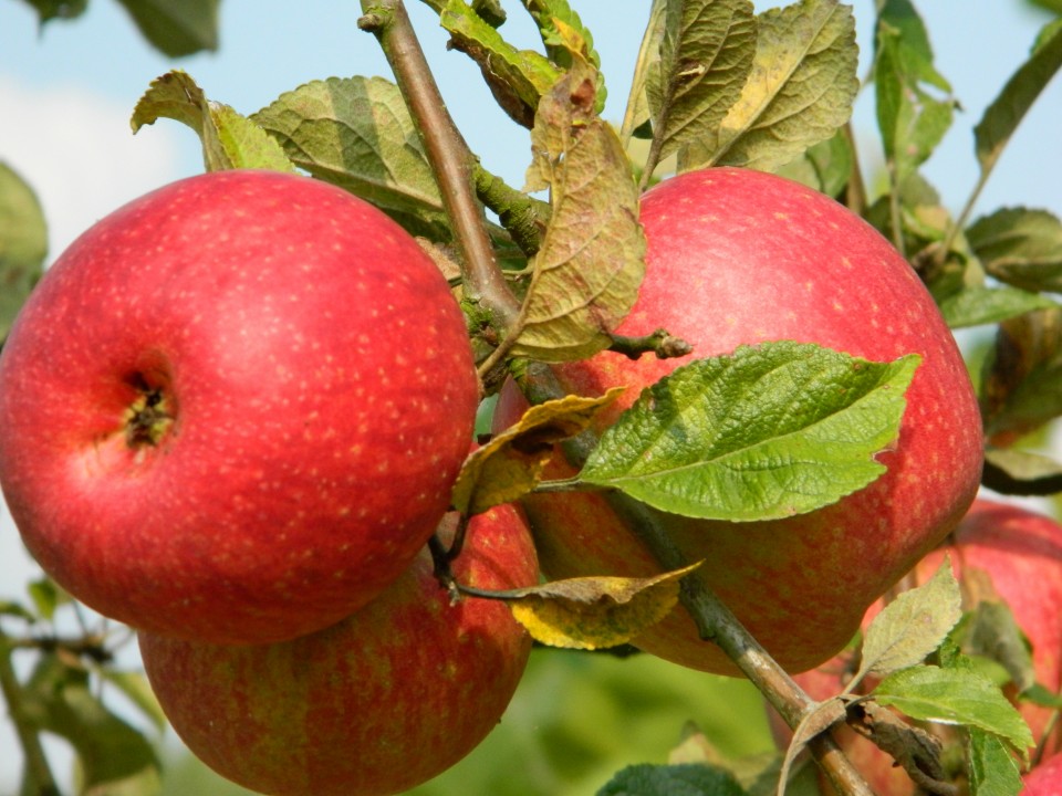 Afbeeldingsresultaat voor rode dijkmanszoet