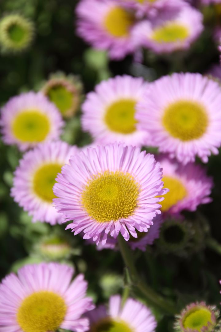 Erigeron glaucus ´Sea Breeze´ Fijnstraal De Tuinen van Appeltern