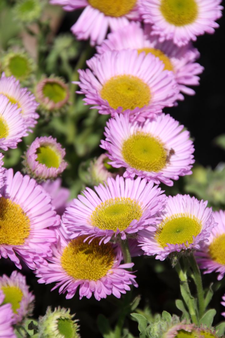 Erigeron glaucus ´Sea Breeze´ Fijnstraal De Tuinen van Appeltern