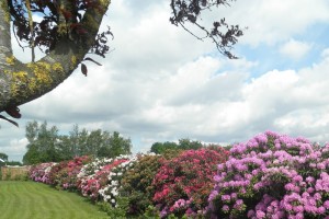 Bouwen met Rhododendrons