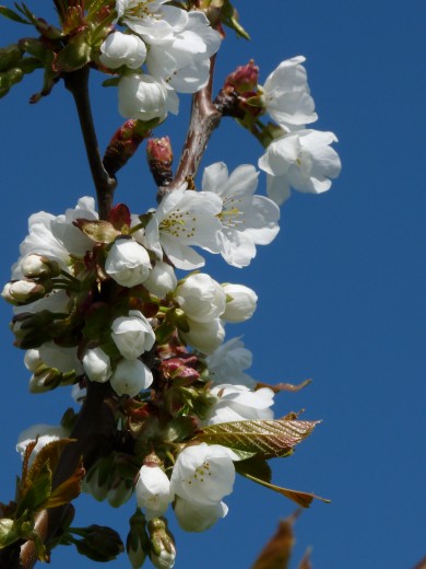 Prunus avium 'Bigarreau Burlat', Bigarreau Burlat kers ...