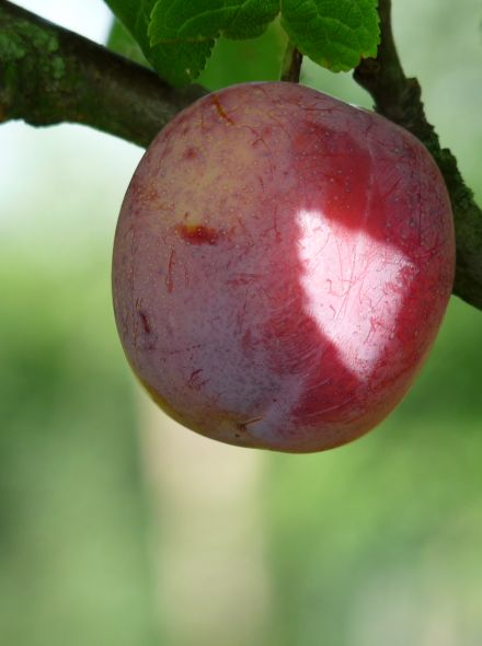 Pruimenbomen | De Tuinen van Appeltern