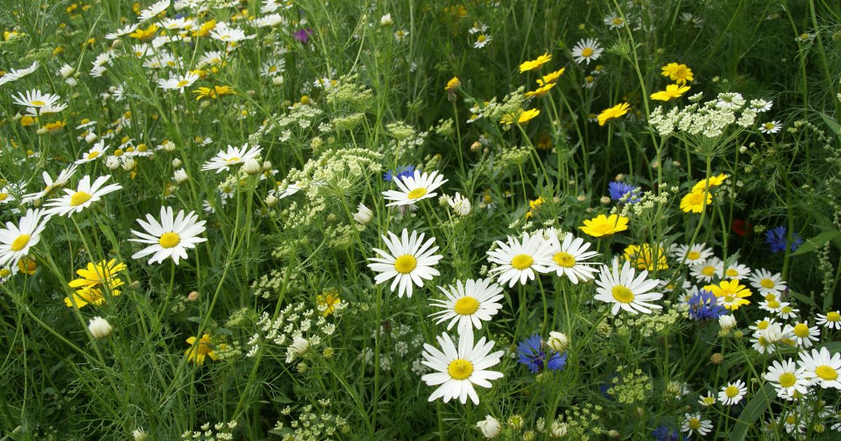 Hoe kun je het beste bloemenweide zaaien? De Tuinen van Appeltern