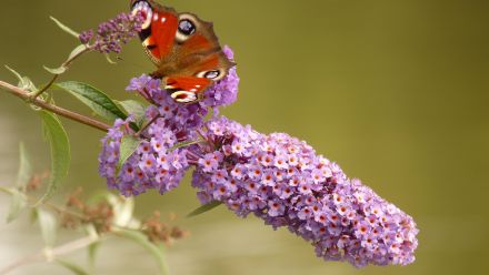 Vlinderstruik (Buddleja)