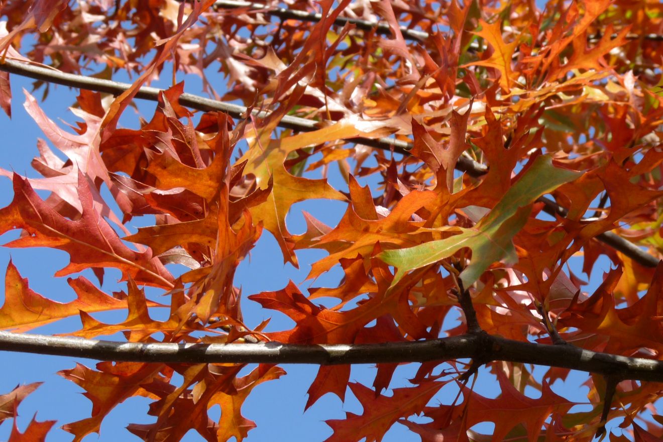 Quercus rubra (Amerikaanse eik) De Tuinen van Appeltern