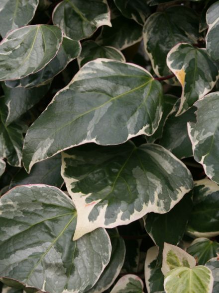 Hedera algeriensis 'Gloire de Marengo' (Bont bladige klimop)