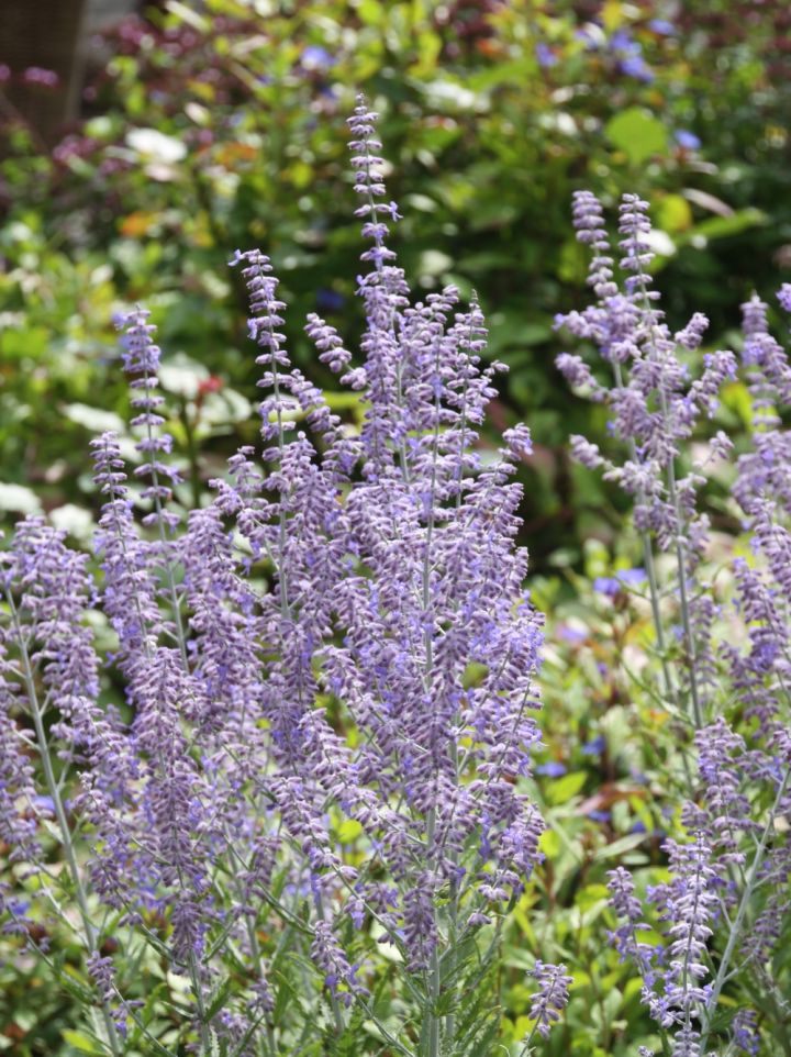 Perovskia atriplicifolia 'Filigran' - Reuzenlavendel, Russische salie, blauwspirea