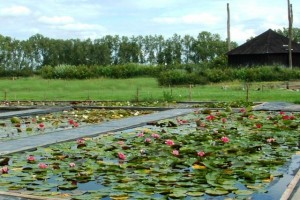 Vijverbeplanting is alles bepalend!