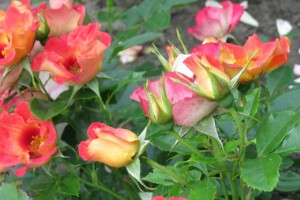 Geen tuin zonder rozen!